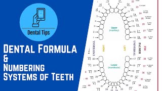 Dental Formula amp Numbering Systems of Teeth [upl. by Halpern214]