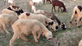 A herd of goats amp sheeps are grazing in the garden at sunset [upl. by Elwood]