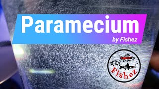 How to easily culture paramecia as a small live food for feeding to tropical fish fry [upl. by Yelmene606]