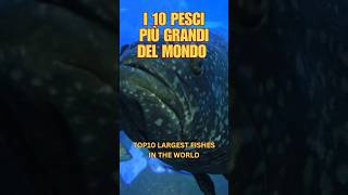 I 10 Pesci Più Grandi nel mondo che forse non conoscevi [upl. by Barclay564]