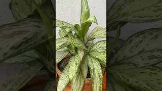 Aglaonema plant  Silver bay aglaonema aglaonemavarieties indoorplants [upl. by Letsirc]