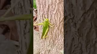 respect This giant GRASSHOPPER loves my garden🦗HE NEVER LEAVES😯 grasshopper insect viralvideo [upl. by Llehsram]