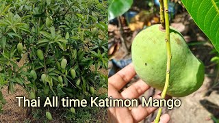 Thai Katimon Mango Farming All Time Sweet Mango Best Variety Full Information contact 7029279400 [upl. by Misab]