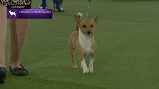 Portuguese Podengo Pequenos  Breed Judging 2023 [upl. by Asseniv]