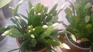 20230103 Schlumbergera January 23 [upl. by Aggri70]