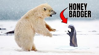 Honey Badger Takes Savagery to a Whole New Level HoneyBadgerUnleashed [upl. by Debi]