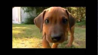 Dogs 101  Rhodesian Ridgeback [upl. by Conner]