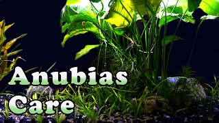 The BEST Aquatic Plant Ever Complete Guide To Anubias [upl. by Adnahcal]