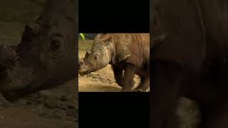 Sumatran Rhinoceros The smallest rhinoceros in the world shorts [upl. by Ahsinan352]