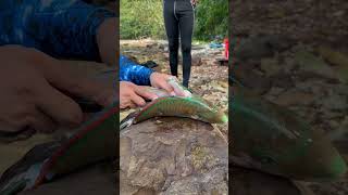 Parrot fish sashimi shortvideo fishing fish sashimi shorts [upl. by Merceer323]