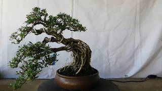 Bonsai Serissa Foetida 12499 Exposed Roots [upl. by Rma]