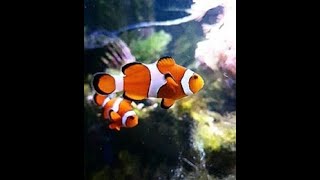 Marine Fish INFORMATION Video [upl. by Allekram]