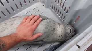 STRANDED SEAL PUP SAVED Sweet Animal video Puppy  An uncommon encounter  Gentle Lobster fisherman [upl. by Weibel269]