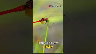 Discover Dragonflies Fascinating Insects with a Big Role in Nature shorts animals education [upl. by Jeggar]