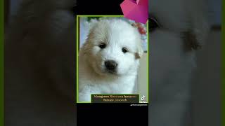 Mangrove Pyrenean Mountain Dogs [upl. by Blanche]