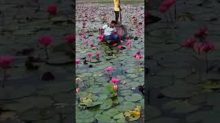 nature flowers shorts farming waterlily agriculture viral nationalflowers [upl. by Lacim]