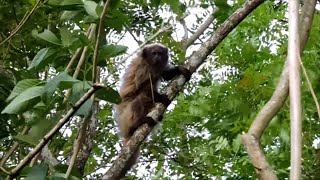 Macaco Sauá uma espécie já começando a desaparecer do estado de São Paulo devido ao desmatamento [upl. by Allekram]