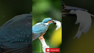 Reality of Kingfisher Bird 🕊️  shorts [upl. by Bunnie617]