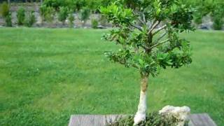 Bonsai Buxus semp arborescens Buchsbaum [upl. by Avlis423]