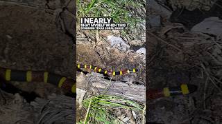 Flipping A Texas Coral Snake venomous elapid snake snakes herping shorts wildlife animals [upl. by Damas]