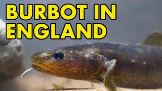 Finding Britains Lost Fish BURBOT [upl. by Neyud]