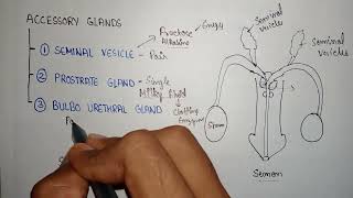 Bulbourethral gland  secretion of bulbourethral  function of bulbourethral gland [upl. by Philipp]