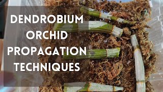 How to propagate dendrobium orchids orchids dendrobiumorchidcare [upl. by Aihsyt]