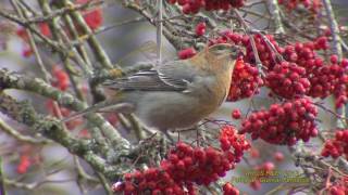 TALLBIT Pine Grosbeak Pinicola Enucleator Klipp  1881 [upl. by Adien228]