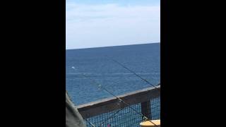 Pier fishing Navarre beach fl [upl. by Snave]