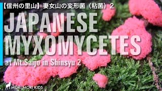 【信州の里山】妻女山の変形菌（粘菌）その2 Japanese Myxomycetes vol2 [upl. by Burleigh]