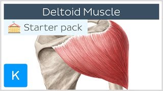 Deltoid Muscle Origin Insertion amp Action  Human Anatomy  Kenhub [upl. by Adnam]