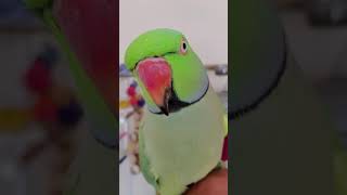 Indian Ringneck Parrot 🦜 talking [upl. by Ahsek]