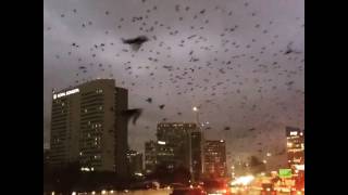 Huge Flock of Birds Take Over City [upl. by Kenelm752]