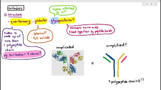 116 Antibodies Cambridge AS A Level Biology 9700 [upl. by Naitsabes181]