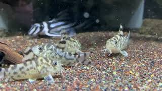 CW111 Corydoras [upl. by Lecram]