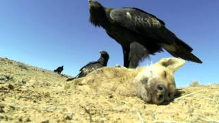 Australian WedgeTailed Eagles fight over a Dead Dingo [upl. by Aizirk228]