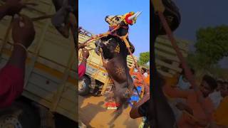 Guruyoutube bull birthda bullcalf birthdaygreetings cattlejallikattu [upl. by Hunt978]