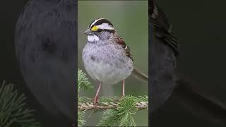 The Whitethroated Sparrow A Guide to Its Beautiful Song BirdWatchingSparrowSongs [upl. by Yvonner719]