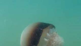 Cannonball Jellyfish Stomolophus meleagris 12 [upl. by Oilut]