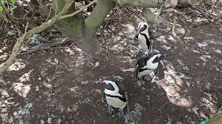 African Penguins Boulders Beach Simonstown South Africa [upl. by Halona]