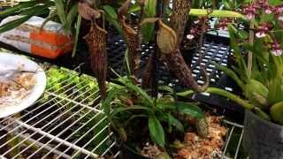 Repotting My Nepenthes Carnivorous Pitcher plant Nepenthes care and culture tips in the greenhouse [upl. by Ecnav]