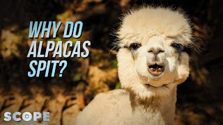 Why Do Alpacas Spit  SCOPE TV [upl. by Zurc]