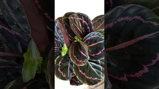 Detalhes da Calathea Ruby [upl. by Alric]