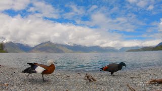 4K Lake Wakatipu Otago NEW ZEALAND ニュージーランド 紐西蘭 Part 50 [upl. by Ahsaelat]