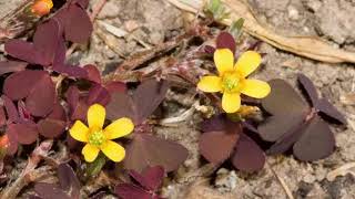 The Benefits of Creeping Wood Sorrel or Oxalis corniculata [upl. by Winnie]