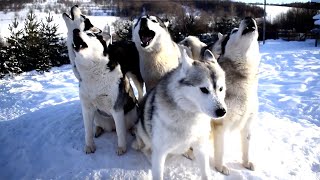 Pack Of Huskies Howl Birthday Song  ADORABLE DOG VIDEO [upl. by Ailssa]