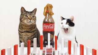 Cats and Mentos Cola amp Domino [upl. by Hurty804]