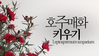 호주매화 키우기겨울 꽃 식물 Leptospermum scoparium 226화 해맑은TV [upl. by Demetria]