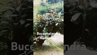 Bucephalandra Kedagang aquascape aquarium aquascaping bucephalandra bucephalandraplant plants [upl. by Evered]