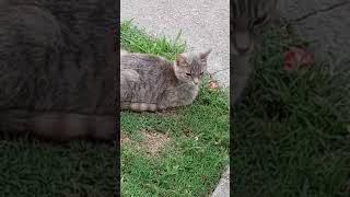 beautiful kitty sitting in my yard [upl. by Mcdonald]